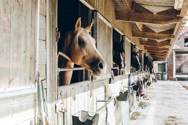 Environnement et alimentation du cheval : Respecter ses exigences 2/2