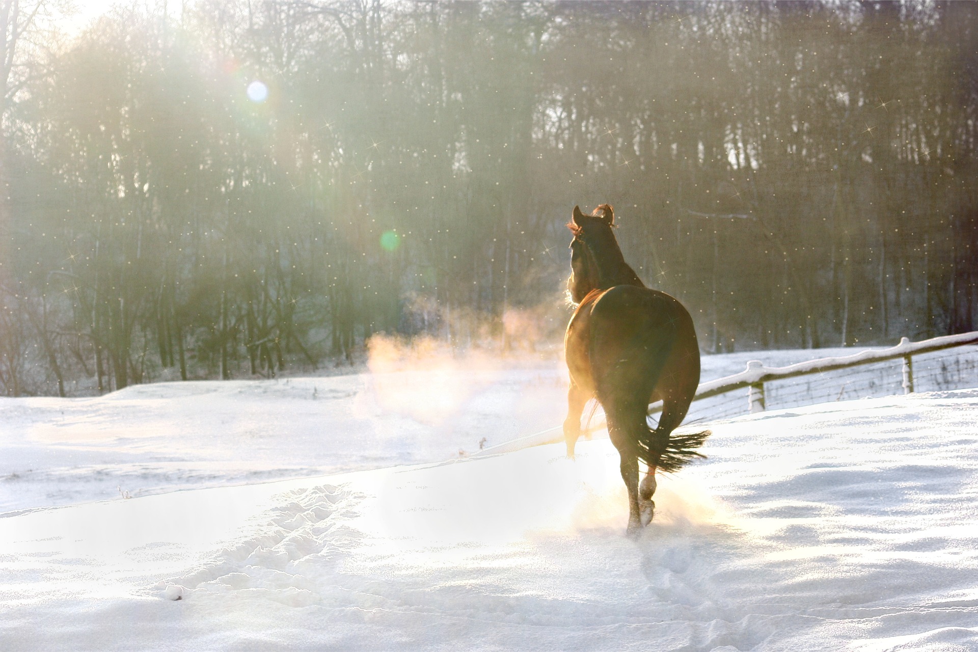 Le cheval et le passage à l’hiver