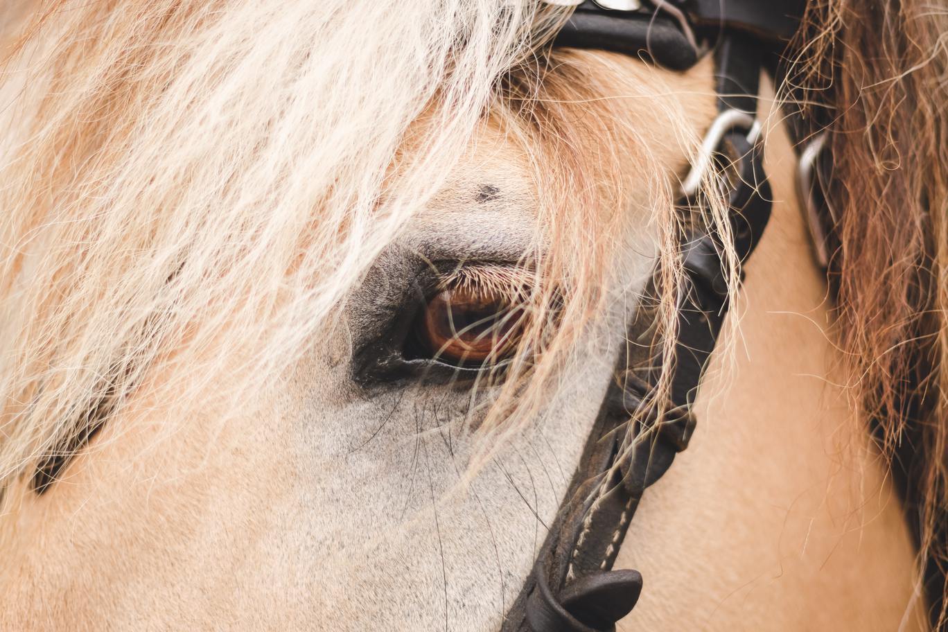 Le monde sensoriel du cheval