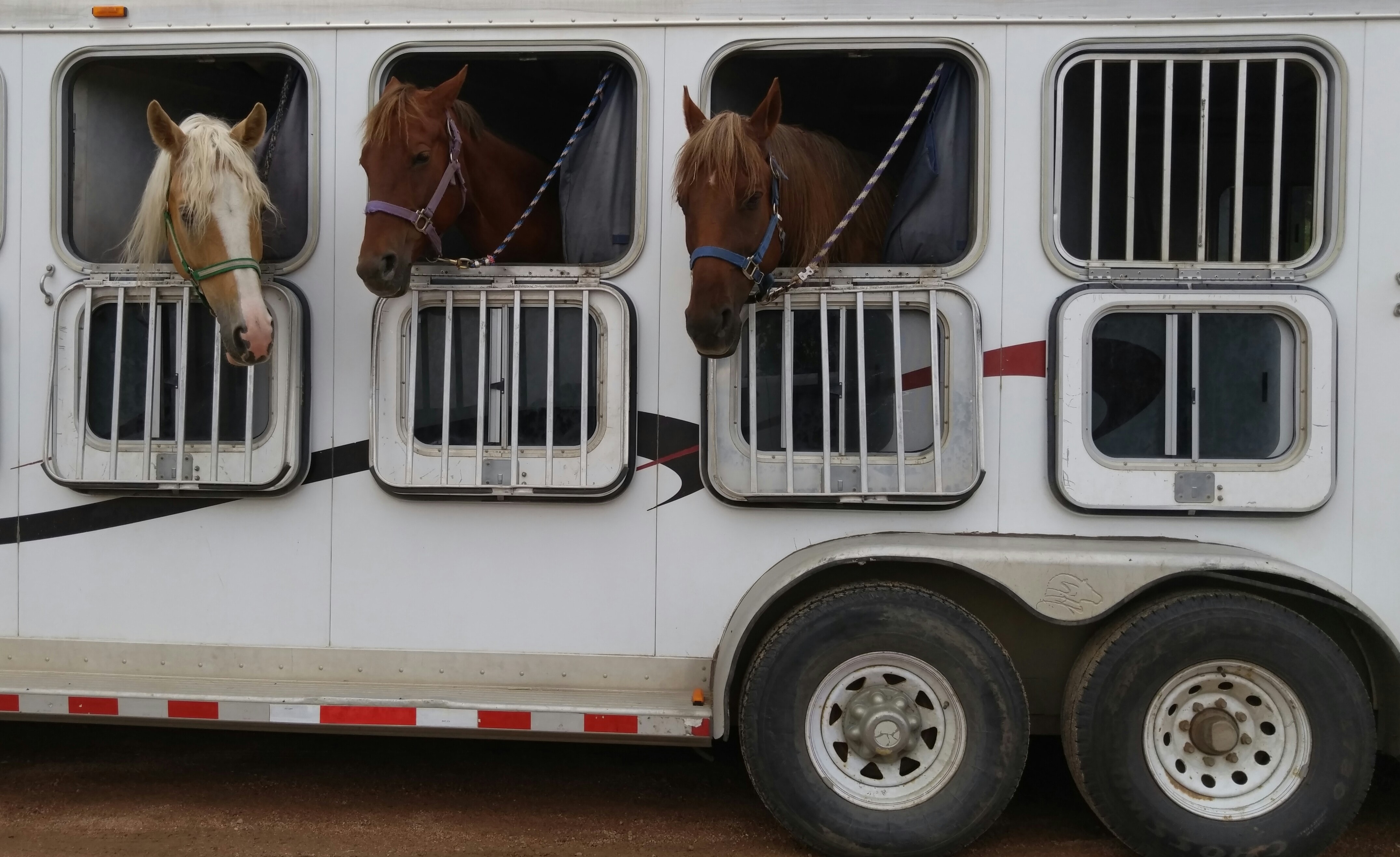 Quelques Dispositions Prendre Pour Le Transport De Votre Cheval Quelques Dispositions Prendre Pour Le Transport De Votre Cheval