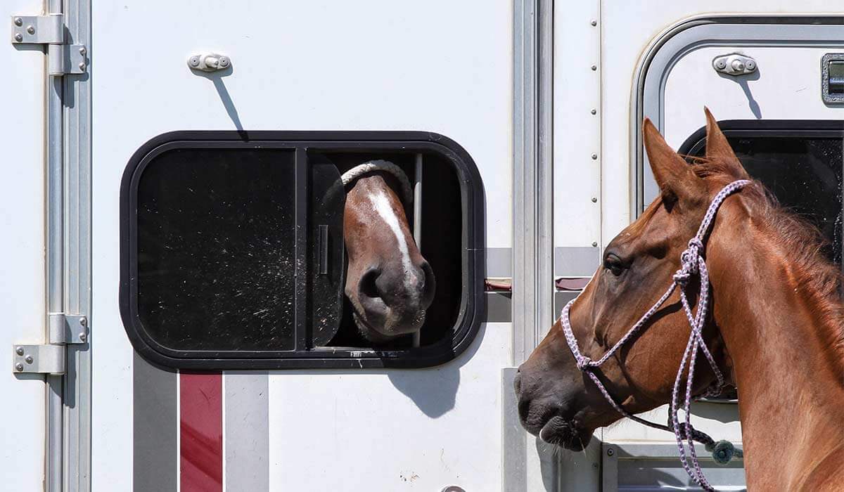 Transport de cheval : Guide complet pour un voyage en Van